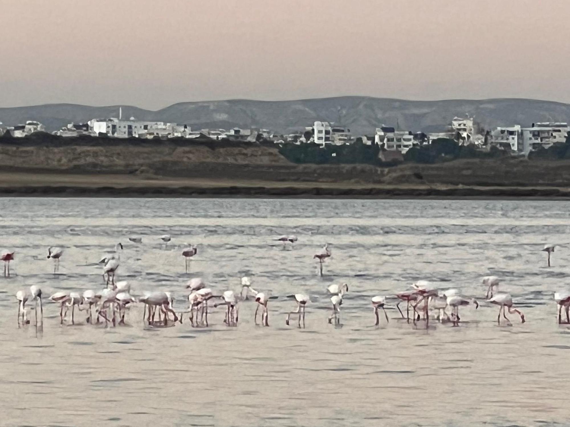 Salt Lake Larnaca Exterior foto
